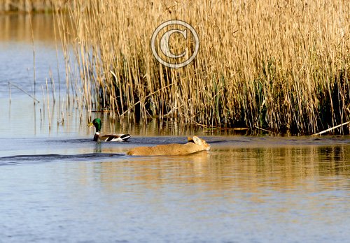 Chinese Water Deer Swiming  2